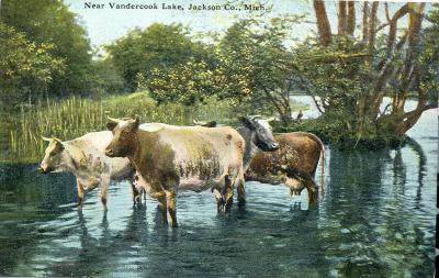 Cattle (Near Vandercook Lake)
