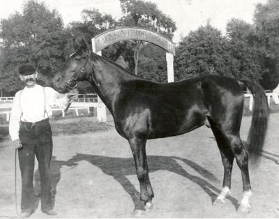 Sharp Family Trotting Horse