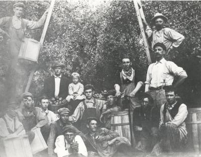 Apple orchard workers