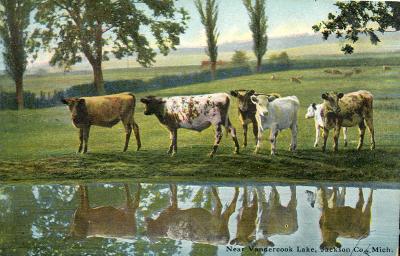 Cattle (Near Vandercook Lake)